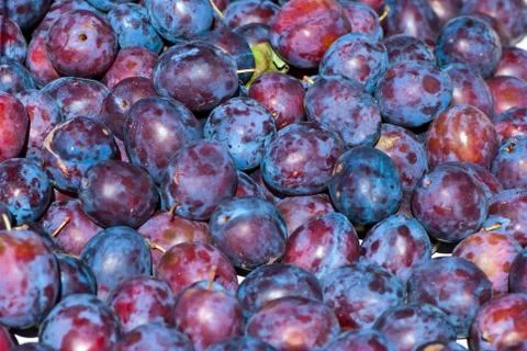 Plums. Stock Photos