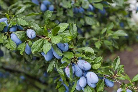 Plums Stock Photos