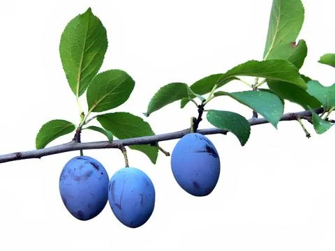 Plums Stock Photos