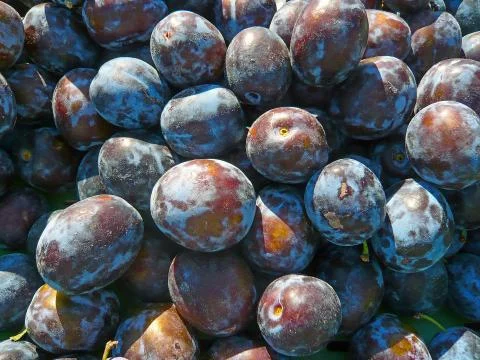 Plums Stock Photos