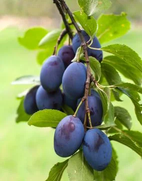Plums Foto stock