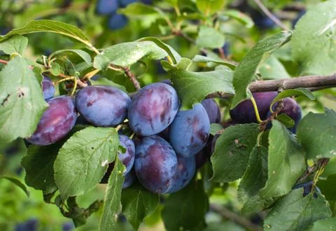 Plums Foto stock