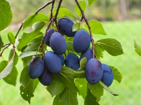 Plums Stock Photos