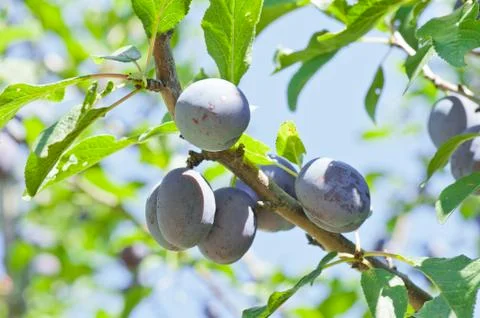 Plums Foto stock