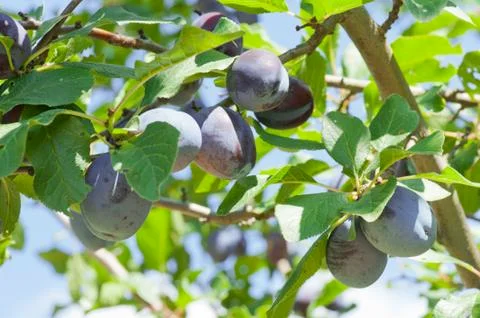 Plums Stock Photos