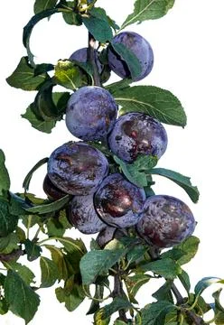 Plums Stock Photos
