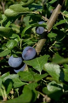 Plums Foto stock