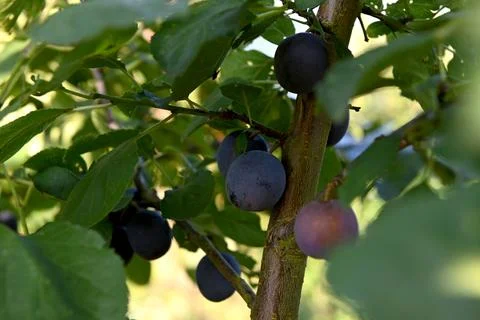 Plums Stock Photos