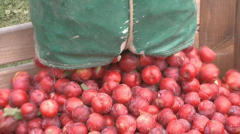 Plums picked into bin Stock-Footage 307703