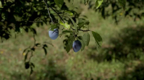 Plums picking Stock Footage 35907332