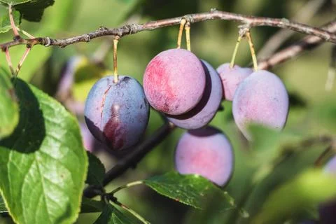 Plums on plum tree brunch in the garden Stock Photos