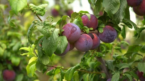 Plums on a Plumtree Stock Footage 94065209