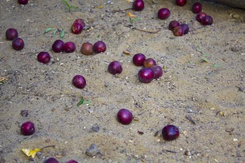 Plums ripe fruit on the ground Stock Photos