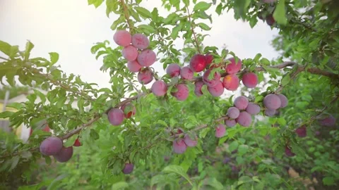 Plums ripen in the sun. Orchard. Tree branch covered with plums. Stock Footage 149240679
