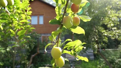 Plums ripen on a tree branch Stock Footage 113423691
