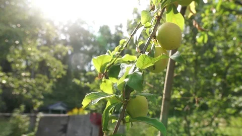 Plums ripen on a tree branch Stock Footage 113423694