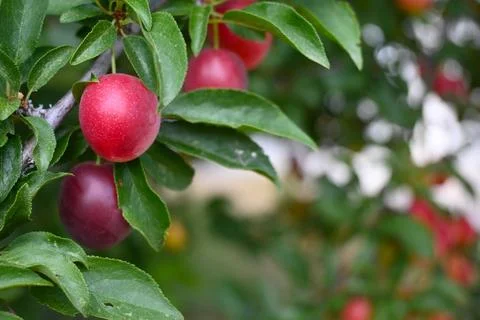 Plums ripening on a tree branch Photos