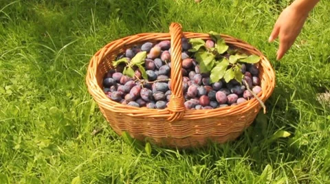 Plums spilled from the basket Stock Footage 8649081