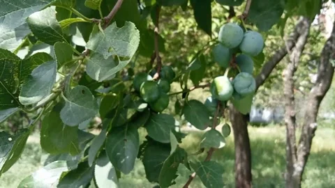 Plums on a tree branch are ripening. Stock Footage 312684686