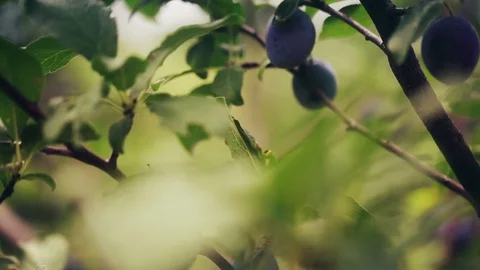 Plums On A Tree Branch Stock Footage 93091456