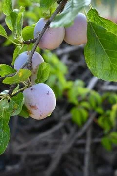 Plums on a tree branch Stock Photos