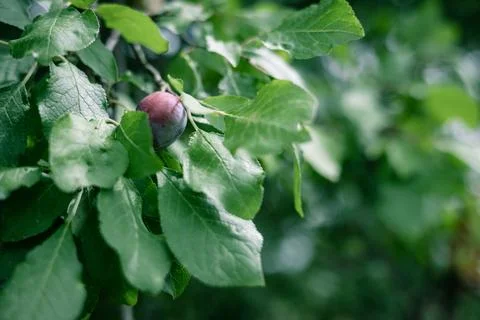 Plums on the tree close up Stock Photos