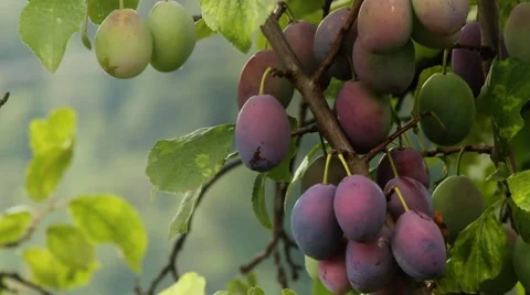Plums on a tree Stock Footage 8577578