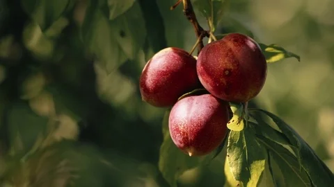 Plums on Tree Stock Footage 82513666
