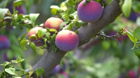Plums on a tree Stock Footage 94034355