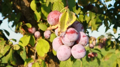 Plums on tree Video stock 113519018