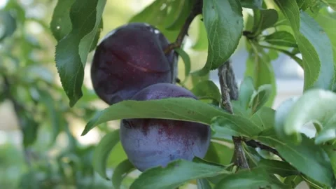 Plums on a tree Stock Footage 166204117