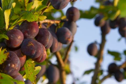 Plums on tree Stock Photos