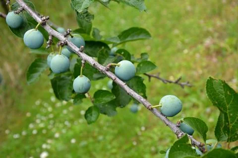 Plums on the tree Foto stock