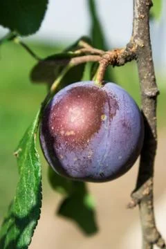 Plums on the tree Stock Photos