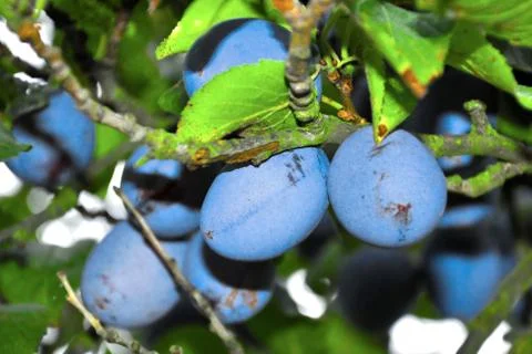 Plums on a tree Stock Photos
