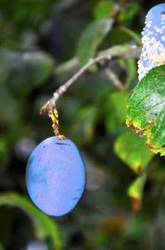 Plums on a tree 写真素材