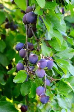 Plums on a tree Stock Photos