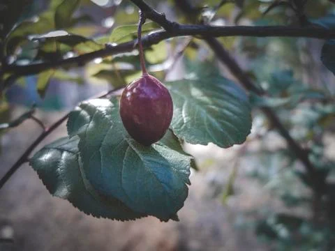 Plums on the tree Stock Photos