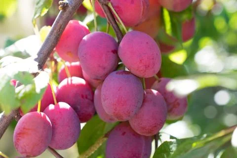 Plums on the tree Stock Photos