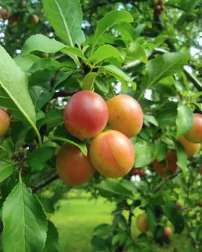 Plums On The Tree Stock Photos