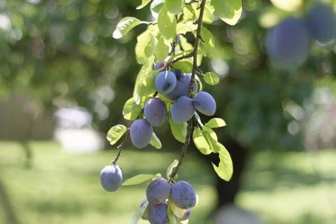 Plums on a tree Foto stock