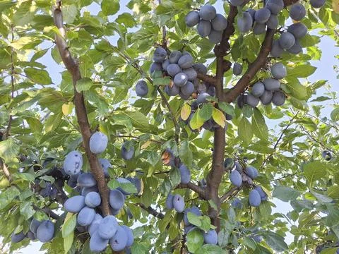 Plums in a tree. In Romania Stockfoto's
