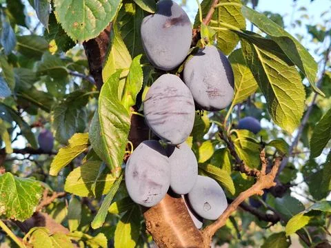 Plums on the tree in summer Stock Photos