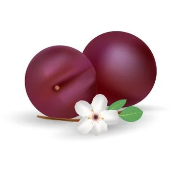Plums Vector Icon. Fresh And Juicy Fruit Isolated On A White Background. Stock Illustration