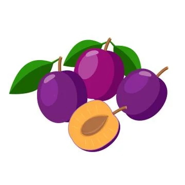 Plums vector illustration isolated on white background. Juicy purple plum fruits Stock Illustration