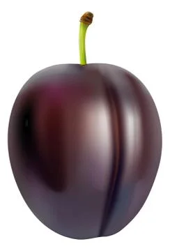Plums vector. Plums object isolated on white background. Stock Illustration