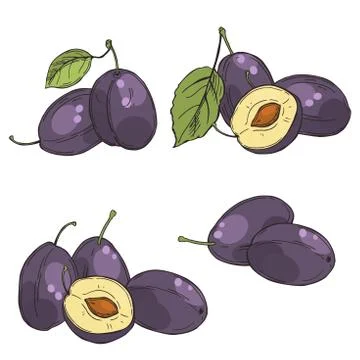 Plums on white background. Vector  illustration. Stock Illustration