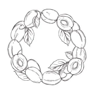 Plums on white background. Vector  illustration. Stock Illustration