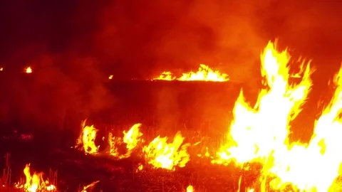 A Plurality of Hearth of Fire Absorbing Dry Grass on the Field in Darkness Stock Footage 74853905