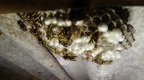 A Plurality of Striped Wasps Are Moving on Its Gardens Closeup Stock Footage 66418214